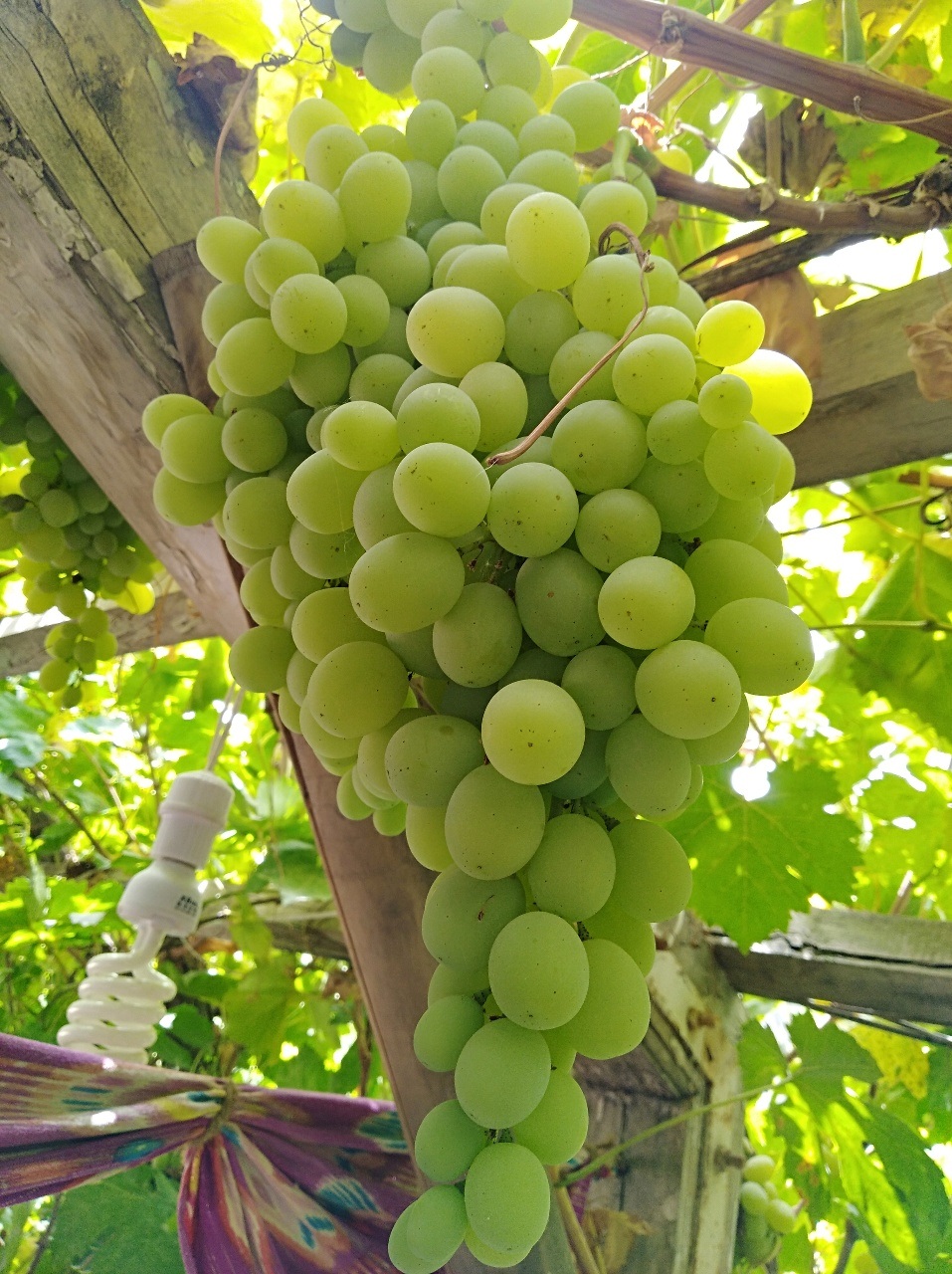 2018082808452767885223_957_1280.jpg