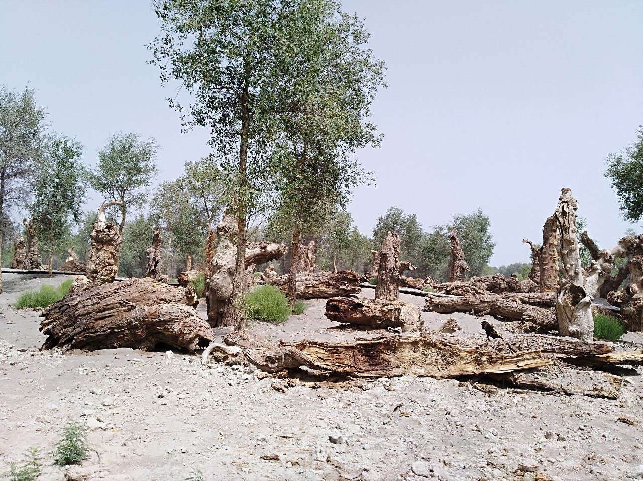 2018082808592297454951_1280_957.jpg