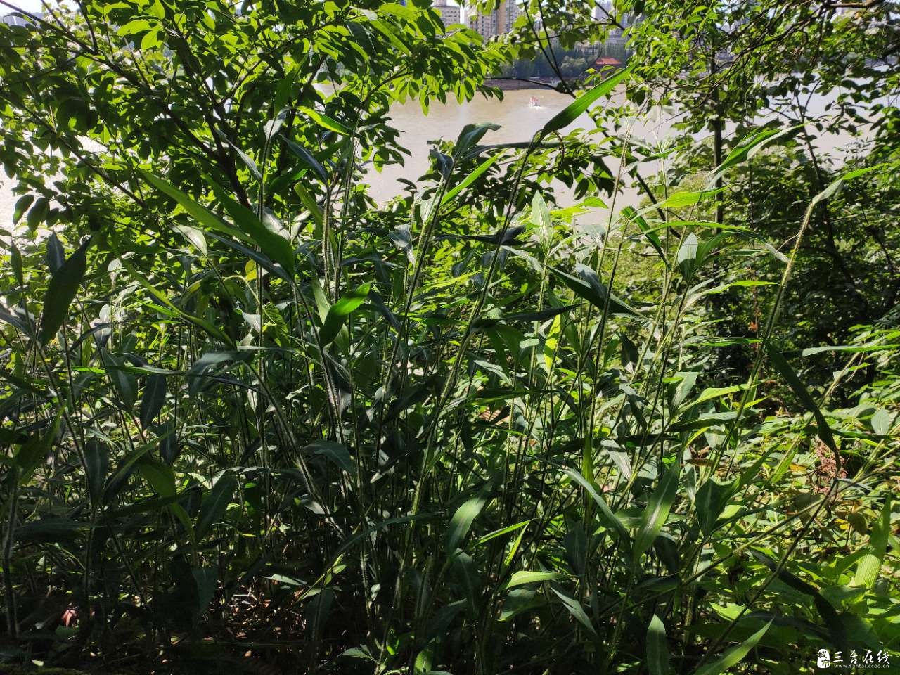 20190727_1002_1564214883526.jpg