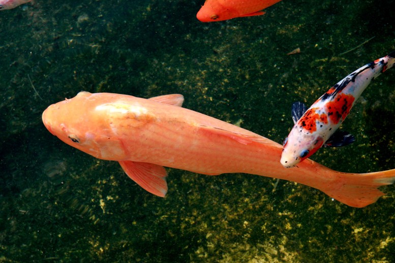 三台这几个水生生物保护区永久禁捕