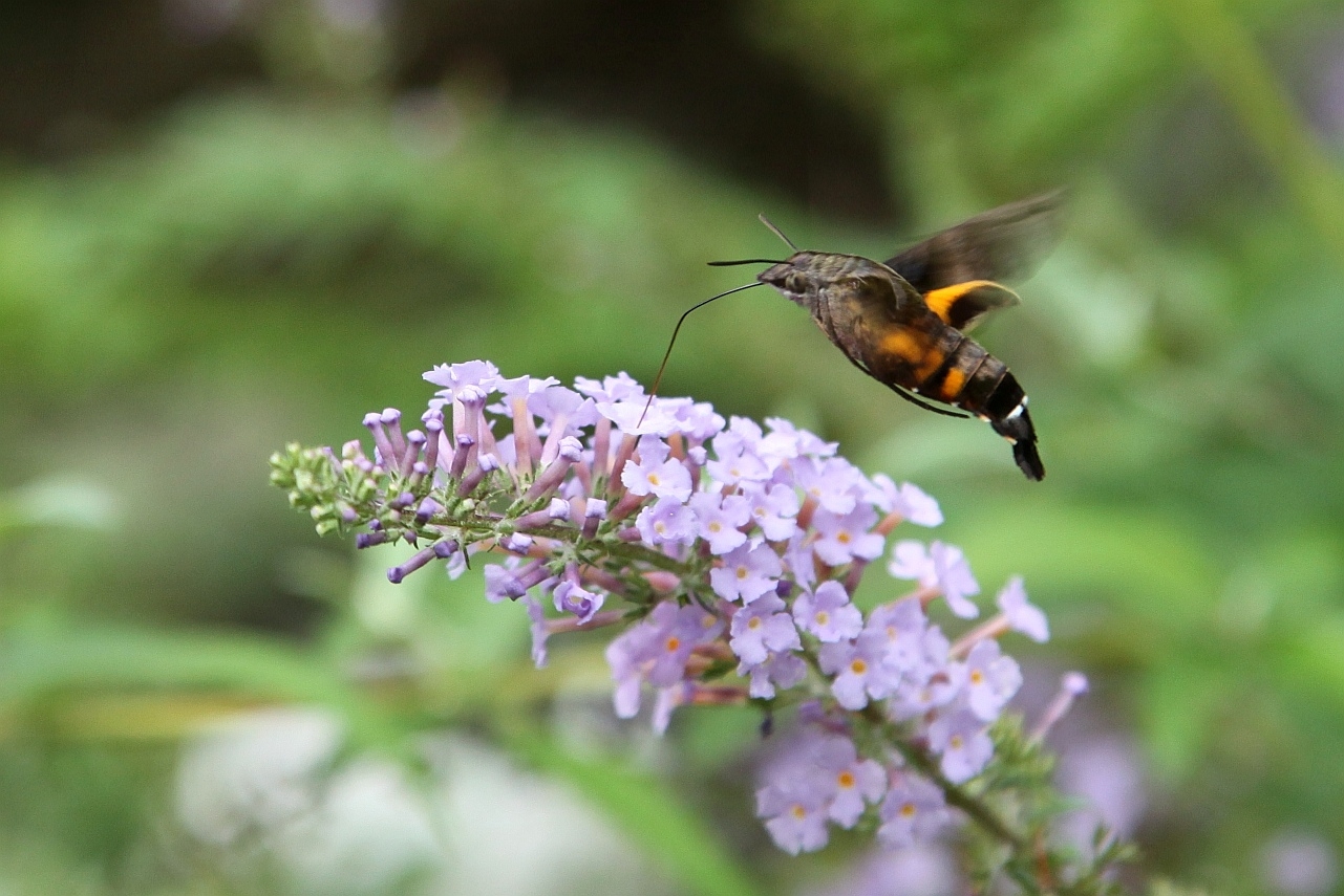 行行摄摄一【沃家摄影】难得一见世界上最小的鸟"蜂鸟"与大家共享!
